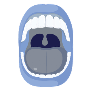 Ilustración de la cavidad oral