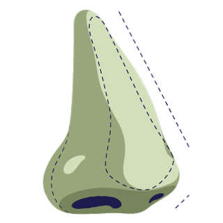 Ilustración de valoración estética de la nariz