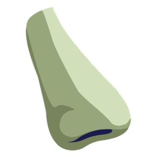 Ilustración de una nariz